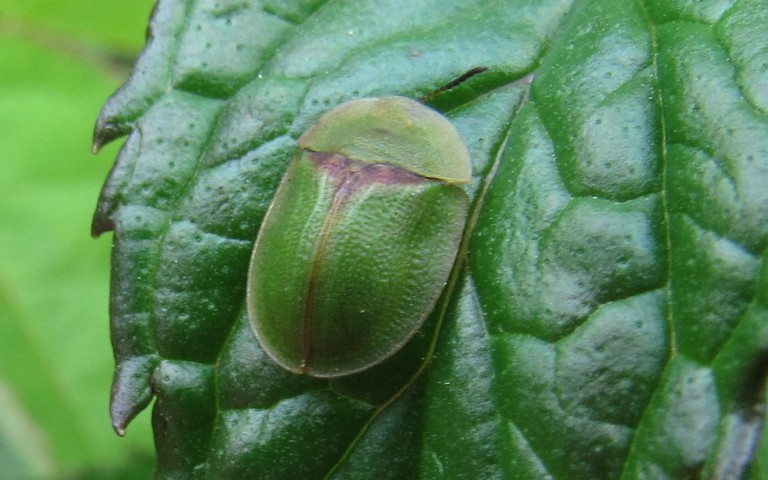 08 juin 2026 Cassida sp.