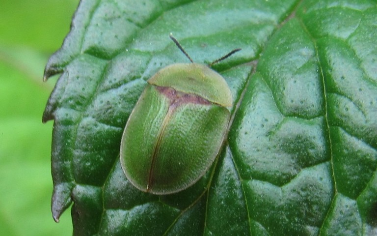 08 juin 2026 Cassida sp.