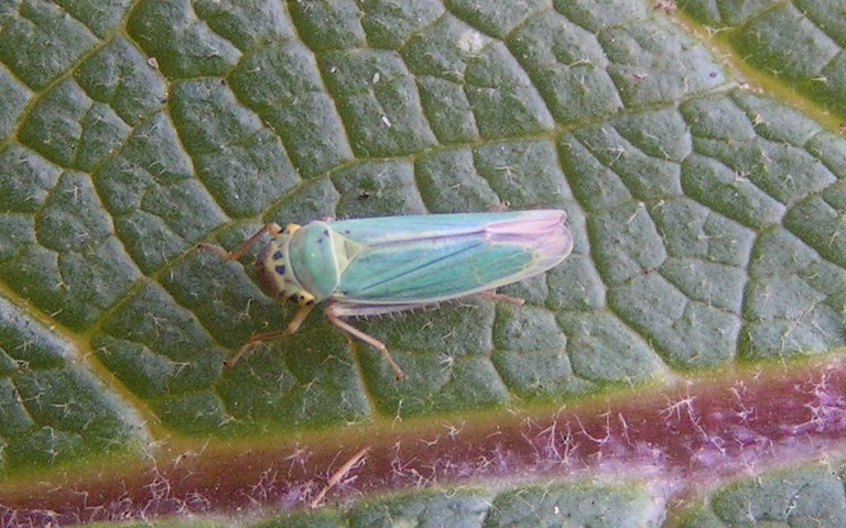 Cicadelle verte – Cicadella viridis
