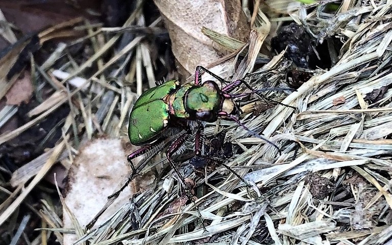 Coleopteres - carabides - Cicindelle champetre - Cicindela campestris