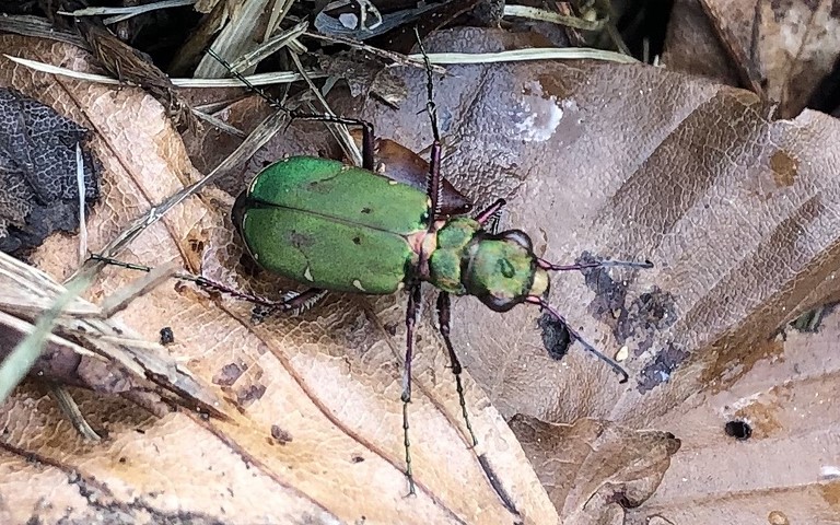 Coléoptères - carabidés - Cicindelle champêtre - Cicindela campestris