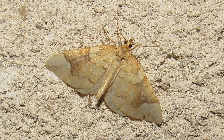 Papillons - La cidarie du peuplier - Eulithis populata