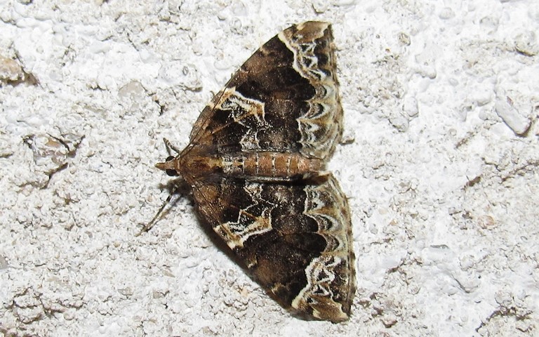 Papillons - Cidarie du prunier - Eulithis prunata