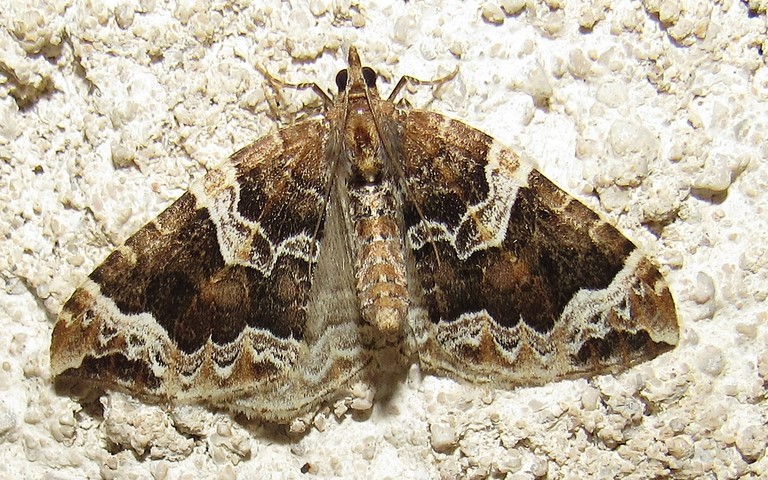 Papillons - Cidarie du prunier - Eulithis prunata