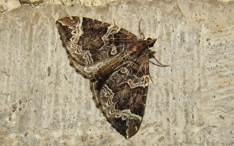 Papillons - Cidarie du prunier - Eulithis prunata