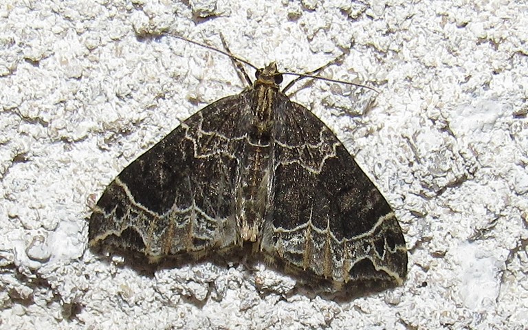 Papillons - La cidarie ochracée - Ecliptopera silaceata