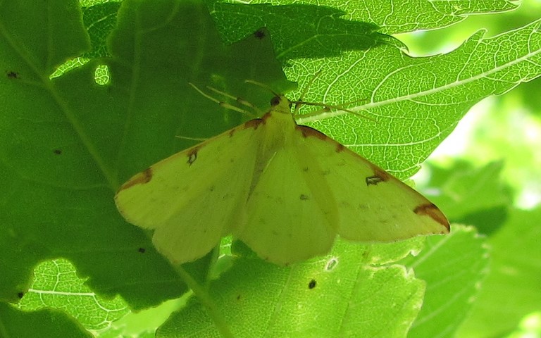 Papillons -Citronnelle rouillee - Opistograptis luteolata