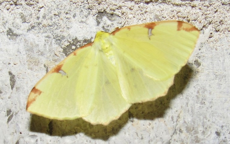 Papillons -Citronnelle rouillée - Opisthograptis luteolata