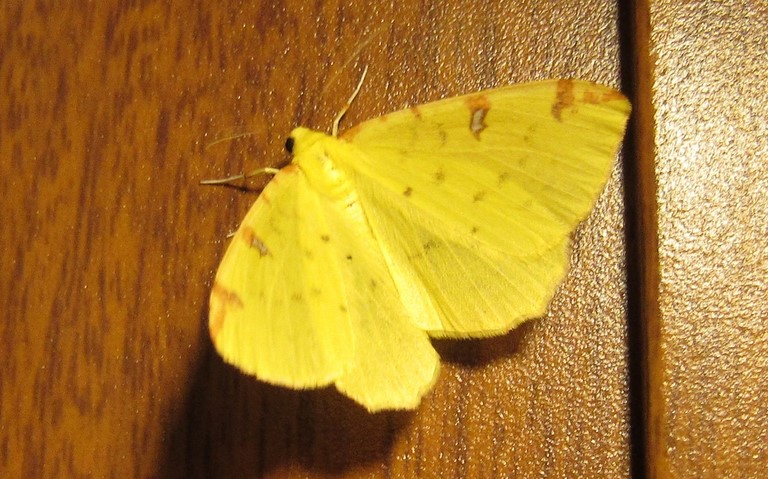 Papillons -Citronnelle rouillée - Opistograptis luteolata