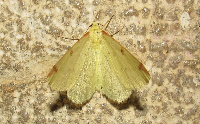 Papillons -Citronnelle rouillée - Opisthograptis luteolata