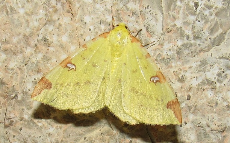 Papillons -Citronnelle rouillée - Opisthograptis luteolata