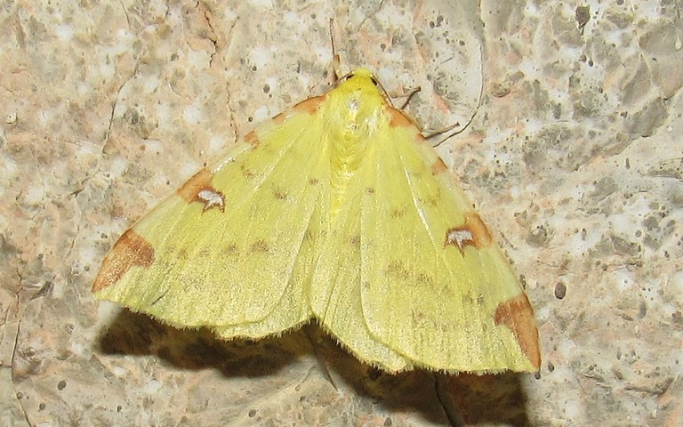 Papillons -Citronnelle rouillée - Opistograptis luteolata