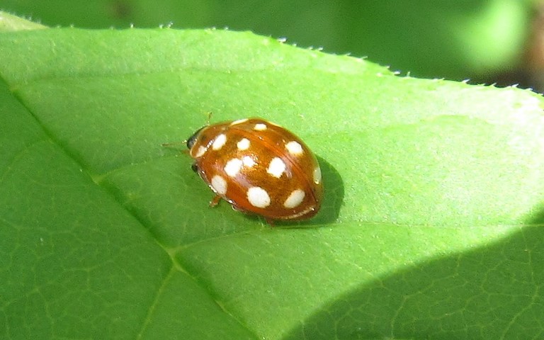 Coccinelle à 14 points - Calvia quatuordecimguttata