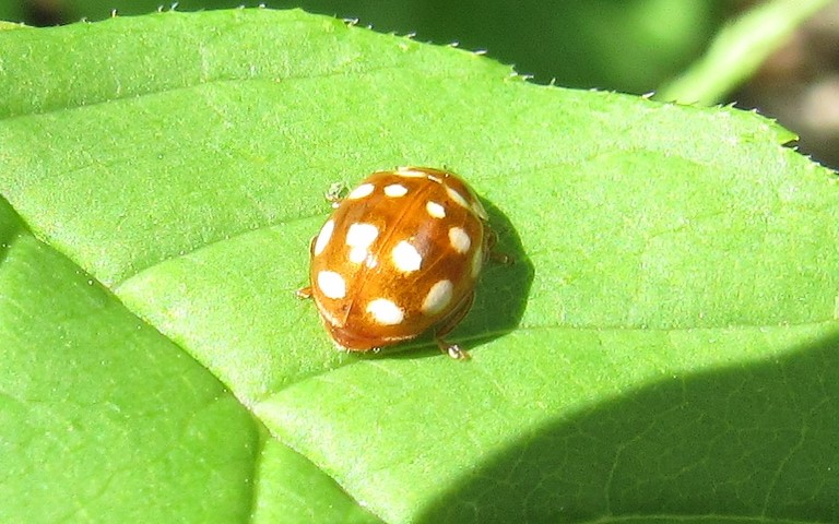 Coccinelle à 14 points - Calvia quatuordecimguttata