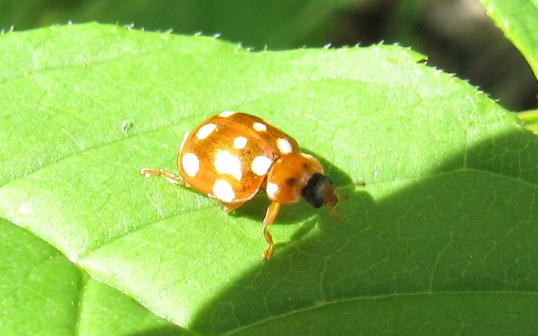 Coccinelle à 14 points - Calvia quatuordecimguttata