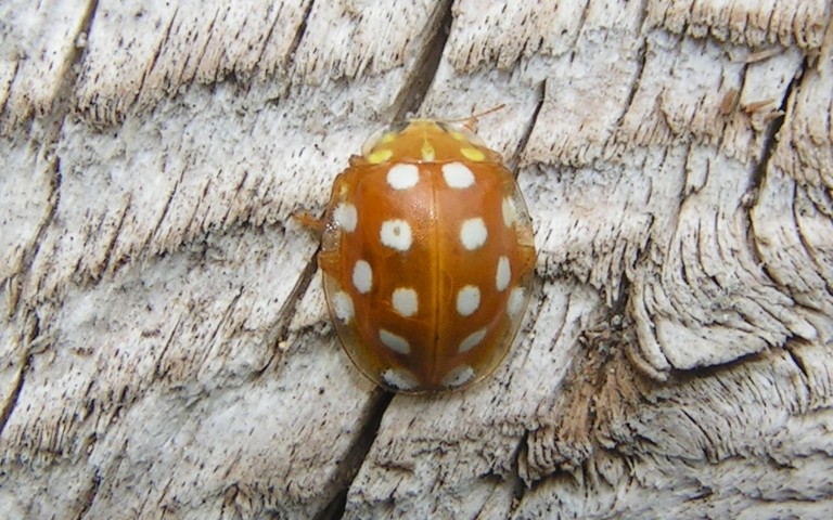 Coccinelle à 16 taches - Halyzia sedecimguttata