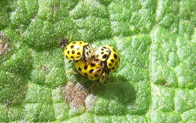 La coccinelle à 22 points - Psyllobora vigintiduopunctata