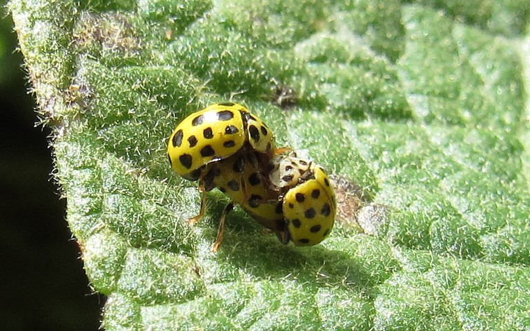 La coccinelle à 22 points - Psyllobora vigintiduopunctata
