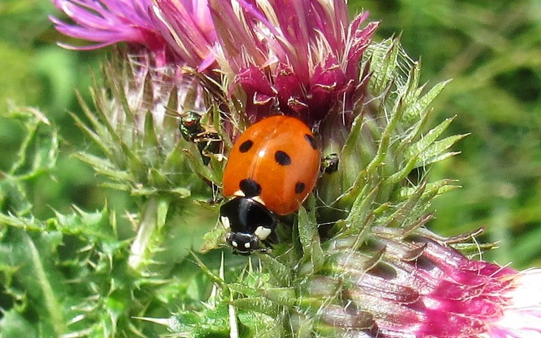  Coccinelle à 7 points - Coccinella Septempunctata