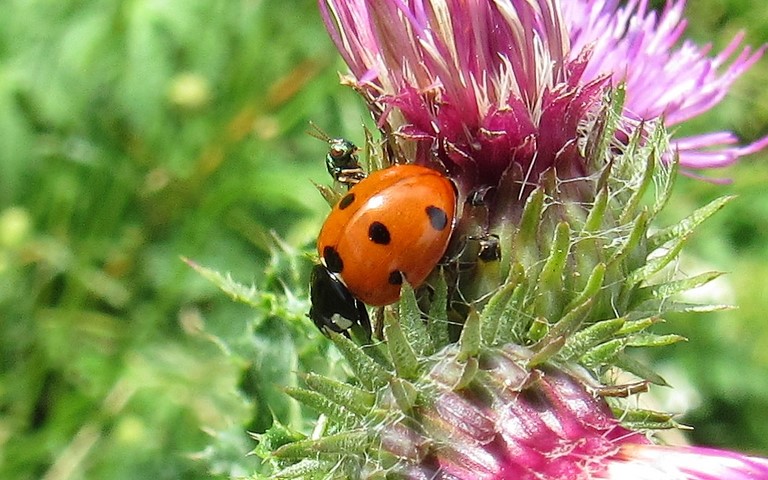 Coccinelle a 7 points - Coccinella Septempunctata