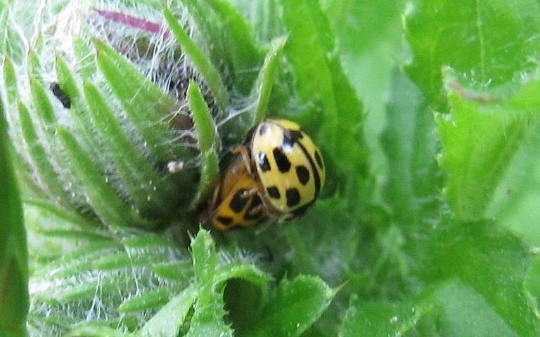 Coccinelle à damier - Propylea quatuordecimpunctata