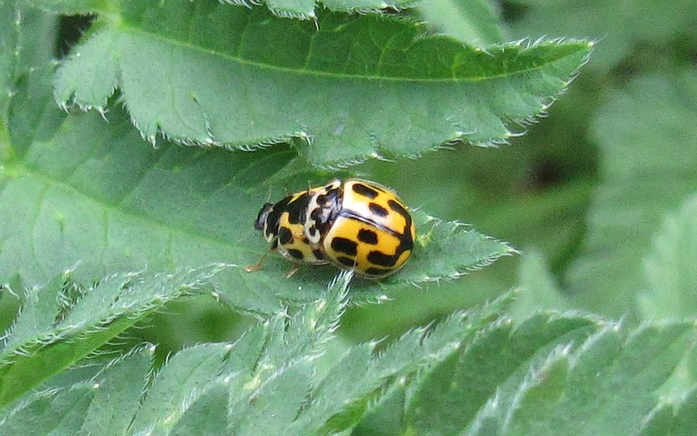 Coccinelle à damier - Propylea quatuordecimpunctata