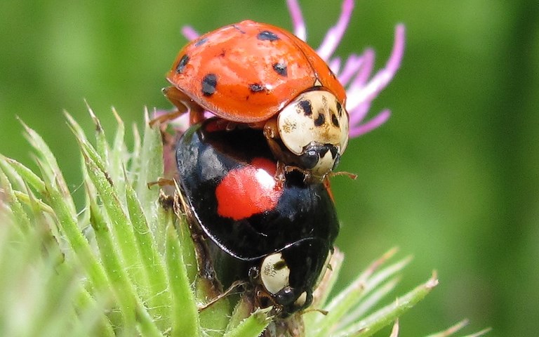 Coléoptères - Coccinellidés - Coccinelle chinoise - Harmonia Axyridis