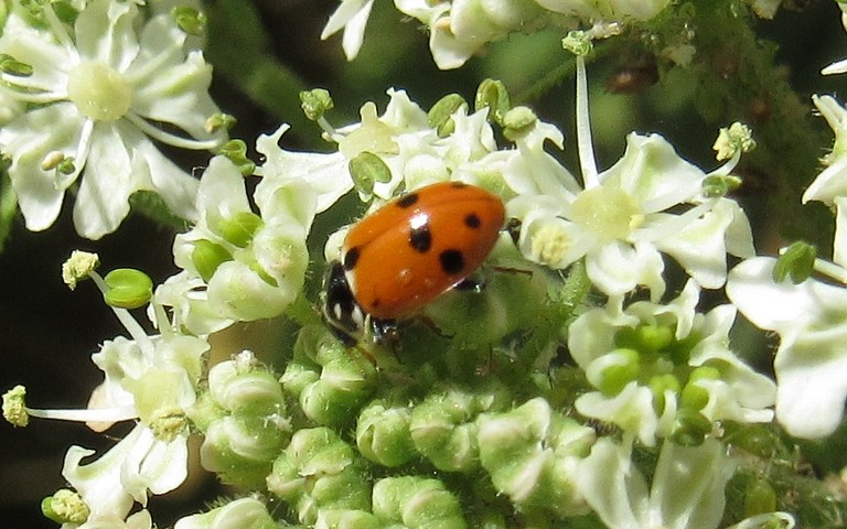 Coccinelle des friches - Hippodamia variegata