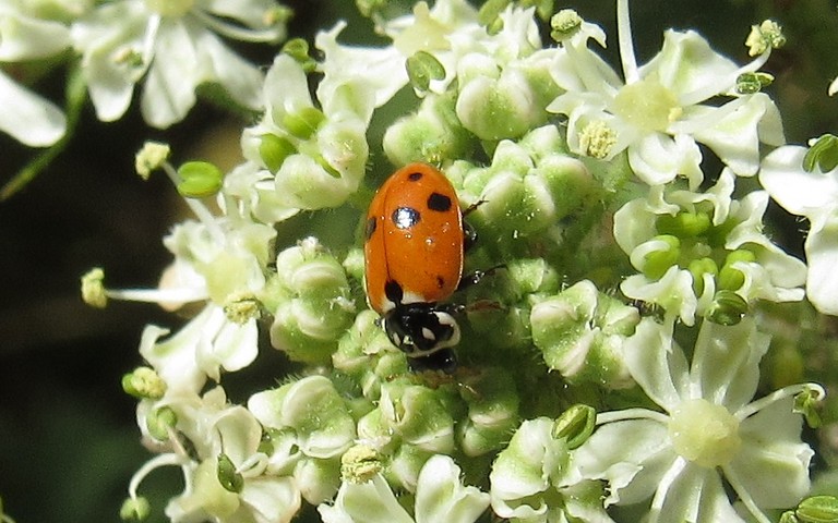 Coccinelle des friches - Hippodamia variegata