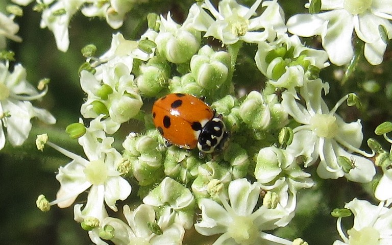 Coccinelle des friches - Hippodamia variegata