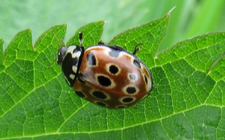 Coccinelle ocellée - Anatis ocellata
