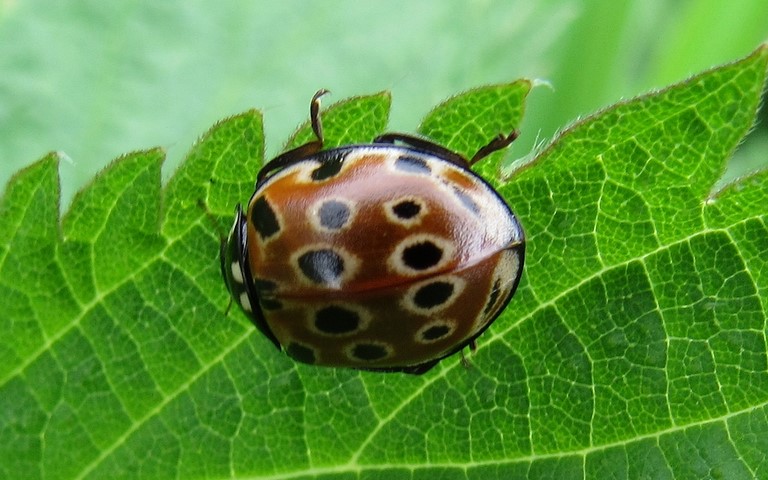 Coccinelle ocellée - Anatis ocellata