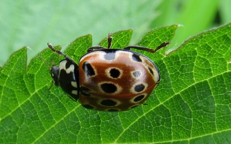 Coccinelle ocellée - Anatis ocellata