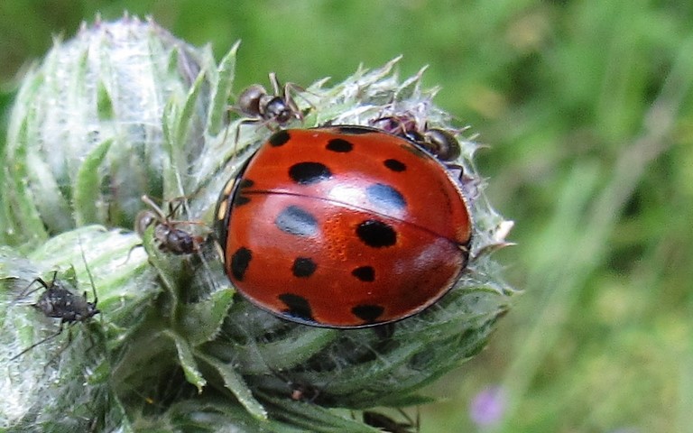 Coccinelle ocellée - Anatis ocellata