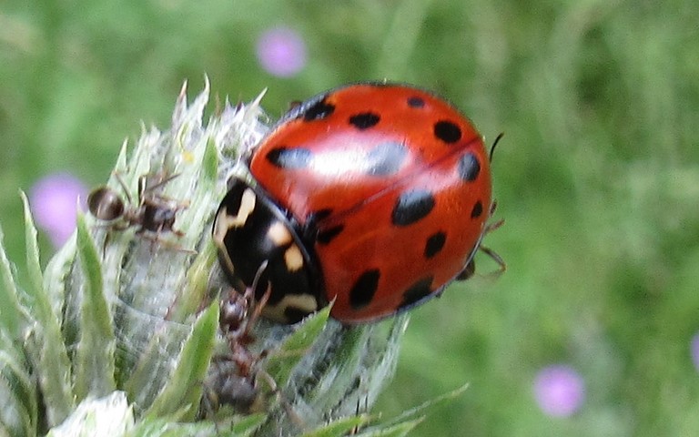Coccinelle ocellée - Anatis ocellata