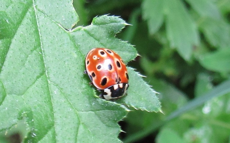 Coccinelle ocellée - Anatis ocellata
