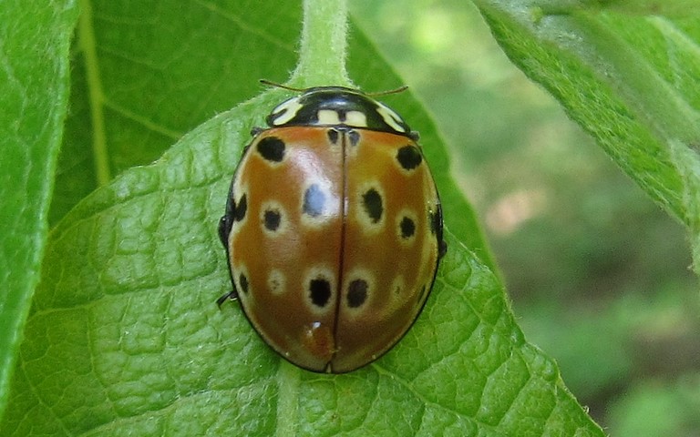 Coccinelle ocellée - Anatis ocellata
