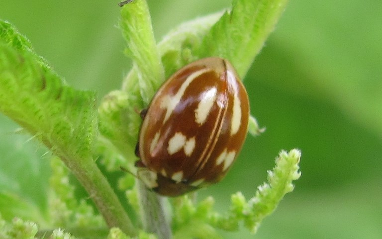 Coccinelle zebrée - Myzia oblongoguttata