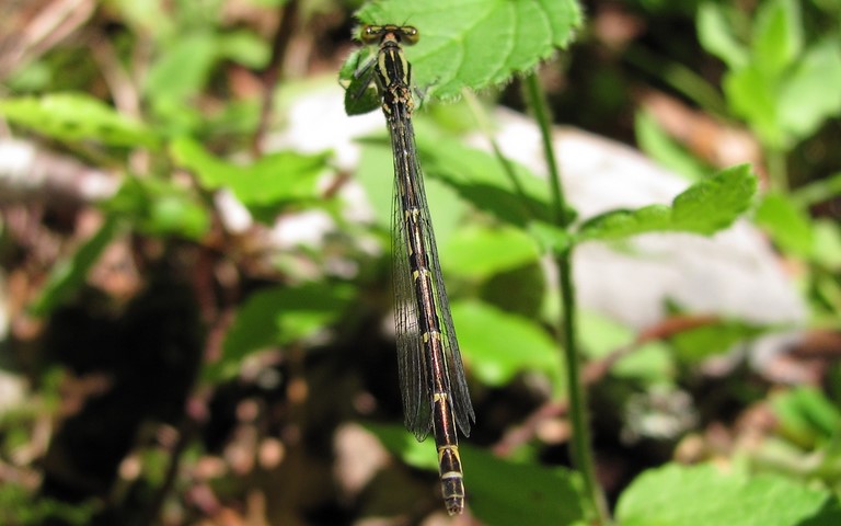 agrion inconnu