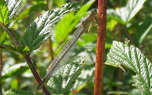 agrion inconnu
