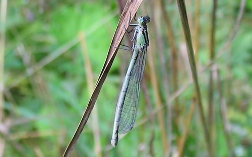 19 août 2007 agrion inconnu