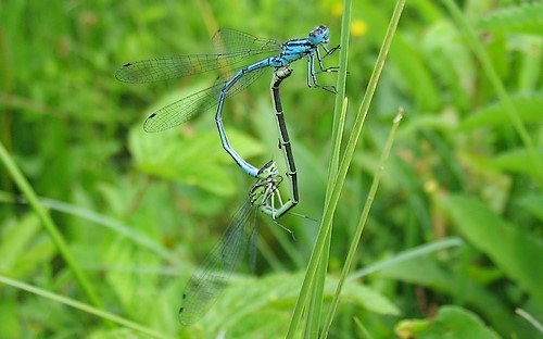 Couple - 04 juillet 2010 Coenagrion sp.