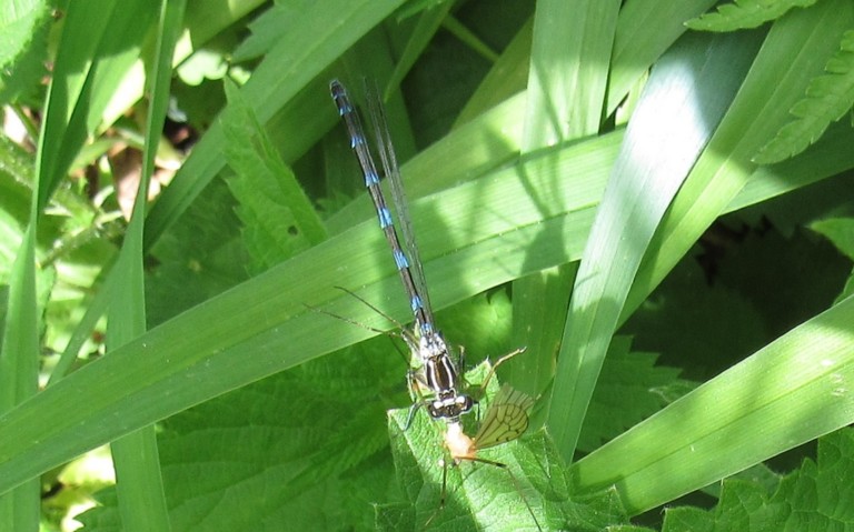 31 mai 2026 Coenagrion sp.