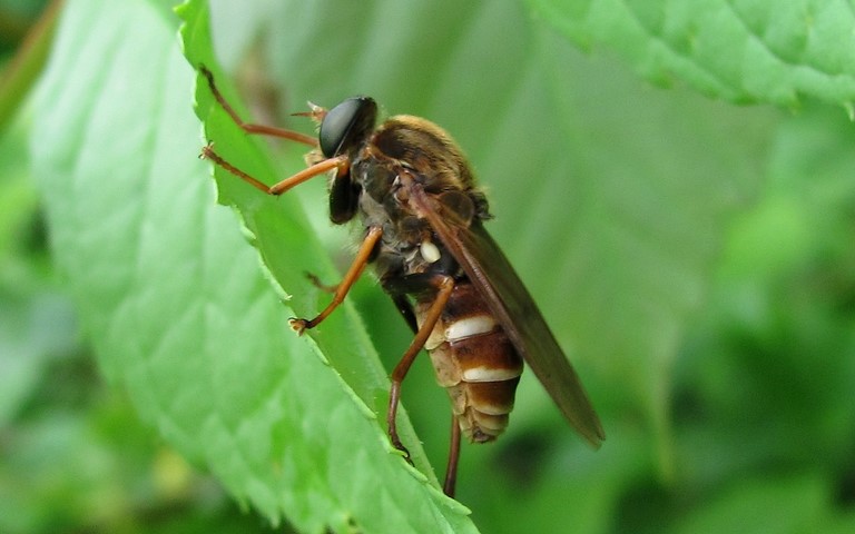 Xylophagidés - La coenomyie ferrugineuse - Coenomyia ferruginea