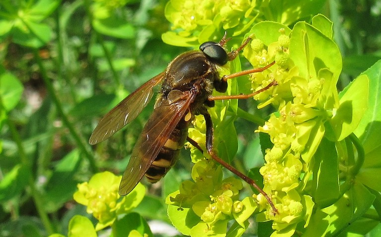 Xylophagidés - La coenomyie ferrugineuse - Coenomyia ferruginea