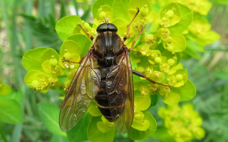 Xylophagidés - La coenomyie ferrugineuse - Coenomyia ferruginea