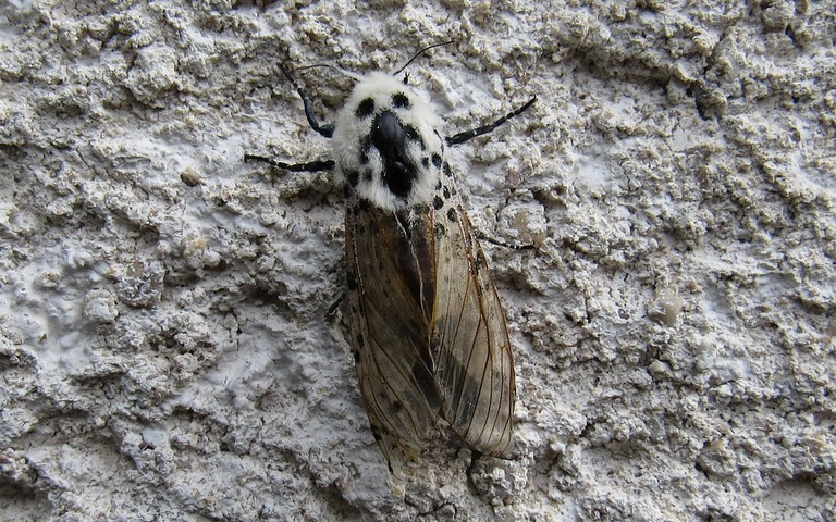 Papillons - La coquette - Zeuzera pyrina