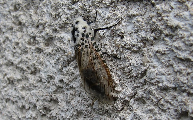 Papillons - La zeuzère du poirier - Zeuzera pyrina