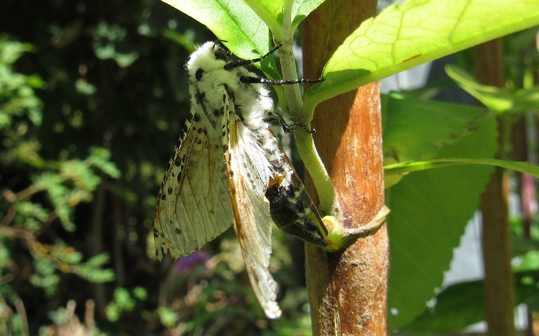 Papillons - La coquette - Zeuzera pyrina