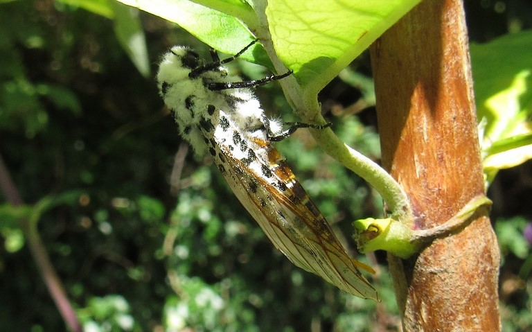 Papillons - La zeuzère du poirier - Zeuzera pyrina